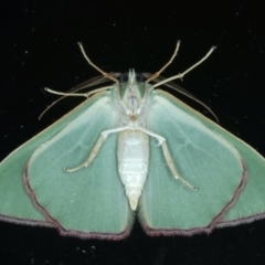 Prasinocyma semicrocea at Ainslie, ACT - 11 Sep 2021