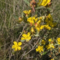 Hibbertia obtusifolia (Grey Guinea-flower) at Albury - 14 Sep 2021 by Darcy