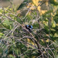 Malurus cyaneus (Superb Fairywren) at Albury - 14 Sep 2021 by Darcy