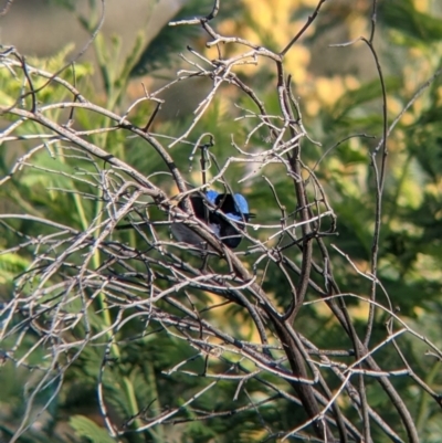 Malurus cyaneus (Superb Fairywren) at Albury - 14 Sep 2021 by Darcy