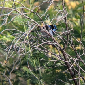 Malurus cyaneus at Springdale Heights, NSW - 14 Sep 2021 04:19 PM