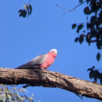 Eolophus roseicapilla (Galah) at Springdale Heights, NSW - 14 Sep 2021 by Darcy