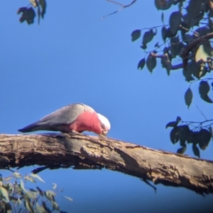 Eolophus roseicapilla at Springdale Heights, NSW - 14 Sep 2021 04:20 PM