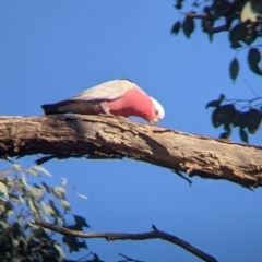 Eolophus roseicapilla at Springdale Heights, NSW - 14 Sep 2021 04:20 PM