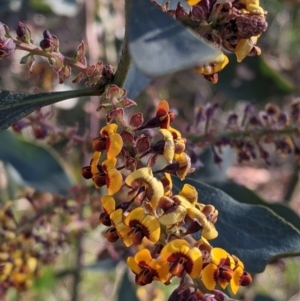 Daviesia latifolia at Springdale Heights, NSW - 14 Sep 2021 04:21 PM