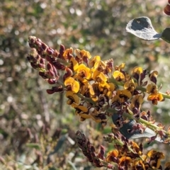 Daviesia latifolia at Springdale Heights, NSW - 14 Sep 2021 04:21 PM