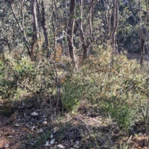 Daviesia latifolia at Springdale Heights, NSW - 14 Sep 2021