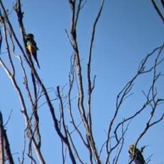 Platycercus eximius (Eastern Rosella) at Albury - 14 Sep 2021 by Darcy