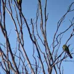 Platycercus eximius at Springdale Heights, NSW - 14 Sep 2021