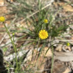 Calotis lappulacea (Yellow Burr Daisy) at Hughes, ACT - 14 Sep 2021 by KL