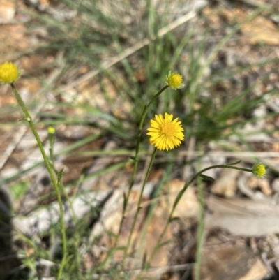 Calotis lappulacea (Yellow Burr Daisy) at Hughes, ACT - 14 Sep 2021 by KL