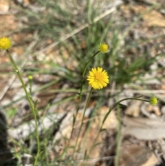 Calotis lappulacea (Yellow burr daisy) at Hughes, ACT - 14 Sep 2021 by KL