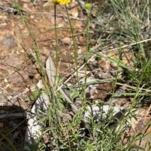 Calotis lappulacea at Hughes, ACT - 14 Sep 2021