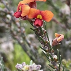 Dillwynia sericea (Egg And Bacon Peas) at Majura, ACT - 14 Sep 2021 by JaneR