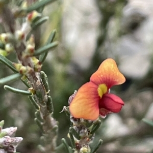 Dillwynia sericea at Majura, ACT - 14 Sep 2021