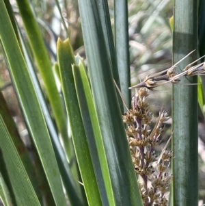 Lomandra longifolia at Majura, ACT - 14 Sep 2021 02:59 PM