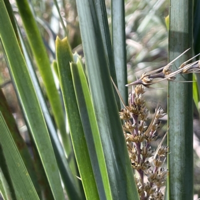 Lomandra longifolia (Spiny-headed Mat-rush, Honey Reed) at Mount Majura - 14 Sep 2021 by JaneR