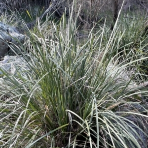 Lomandra longifolia at Majura, ACT - 14 Sep 2021 02:59 PM