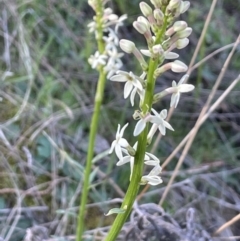 Stackhousia monogyna (Creamy Candles) at Mount Majura - 14 Sep 2021 by JaneR