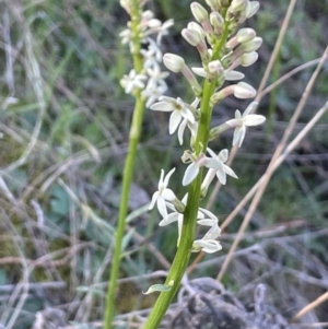 Stackhousia monogyna at Majura, ACT - 14 Sep 2021 03:20 PM