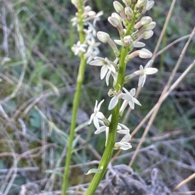 Stackhousia monogyna (Creamy Candles) at Mount Majura - 14 Sep 2021 by JaneR