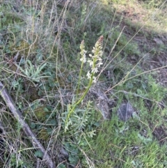 Stackhousia monogyna at Majura, ACT - 14 Sep 2021