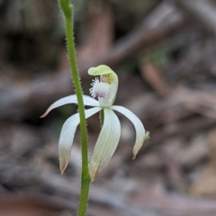 Caladenia ustulata (Brown Caps) at Currawang, NSW - 14 Sep 2021 by camcols