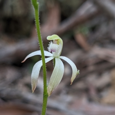 Caladenia ustulata (Brown Caps) at Currawang, NSW - 14 Sep 2021 by camcols