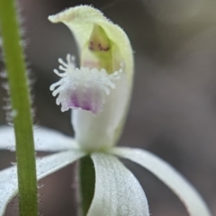 Caladenia ustulata at Currawang, NSW - 14 Sep 2021