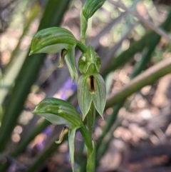 Bunochilus umbrinus (ACT) = Pterostylis umbrina (NSW) (Broad-sepaled Leafy Greenhood) by camcols