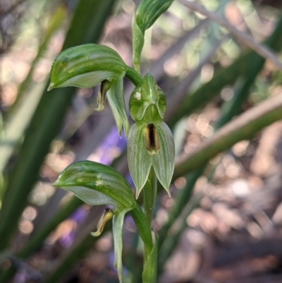 Bunochilus umbrinus (ACT) = Pterostylis umbrina (NSW) (Broad-sepaled Leafy Greenhood) by camcols