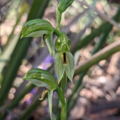 Bunochilus umbrinus (Broad-sepaled Leafy Greenhood) at Currawang, NSW - 3 Sep 2021 by camcols