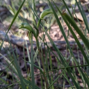 Bunochilus umbrinus (ACT) = Pterostylis umbrina (NSW) at suppressed - 3 Sep 2021