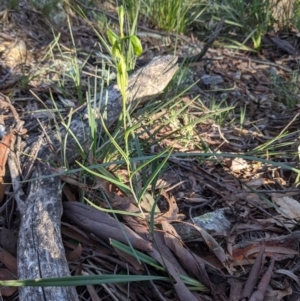 Bunochilus umbrinus (ACT) = Pterostylis umbrina (NSW) at suppressed - 3 Sep 2021