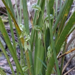 Bunochilus umbrinus (ACT) = Pterostylis umbrina (NSW) at suppressed - suppressed