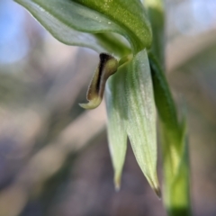 Bunochilus umbrinus (ACT) = Pterostylis umbrina (NSW) at suppressed - suppressed