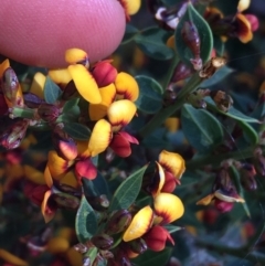 Daviesia ulicifolia subsp. ruscifolia (Broad-leaved Gorse Bitter Pea) at Black Mountain - 8 Sep 2021 by Ned_Johnston