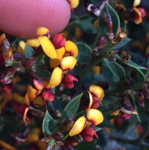 Daviesia ulicifolia subsp. ruscifolia at Downer, ACT - 8 Sep 2021