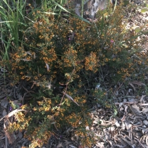 Daviesia ulicifolia subsp. ruscifolia at Downer, ACT - 8 Sep 2021 02:48 PM