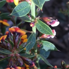 Daviesia ulicifolia subsp. ruscifolia at Downer, ACT - 8 Sep 2021