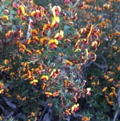 Daviesia ulicifolia subsp. ruscifolia at Downer, ACT - 8 Sep 2021