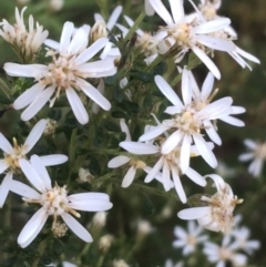 Olearia microphylla (Olearia) at Black Mountain - 8 Sep 2021 by Ned_Johnston