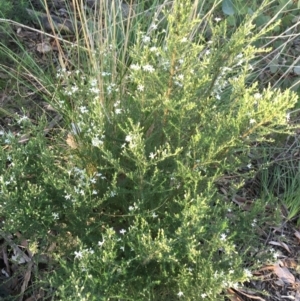 Olearia microphylla at Downer, ACT - 8 Sep 2021