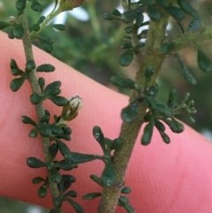 Olearia microphylla at Downer, ACT - 8 Sep 2021 03:37 PM