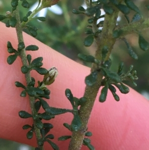 Olearia microphylla at Downer, ACT - 8 Sep 2021 03:37 PM