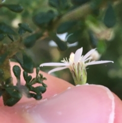 Olearia microphylla at Downer, ACT - 8 Sep 2021 03:37 PM