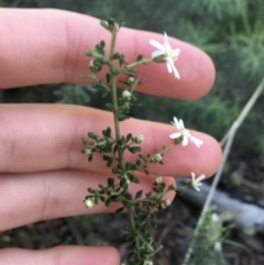 Olearia microphylla at Downer, ACT - 8 Sep 2021 03:37 PM