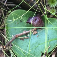 Corysanthes incurva (Slaty Helmet Orchid) at Black Mountain - 8 Sep 2021 by Ned_Johnston