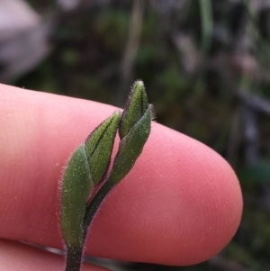 Glossodia major at Downer, ACT - suppressed