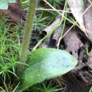 Glossodia major at Downer, ACT - 12 Sep 2021